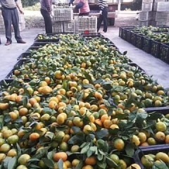 湖北公安今年柑橘类产量比往年下降，抢购的客