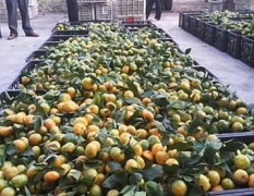 湖北公安今年柑橘类产量比往年下降，抢购的客