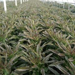 【福建飞桥紫叶香莴笋】十月一假期后大量上市