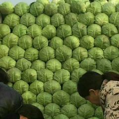 优质甘蓝，产地直销直供
