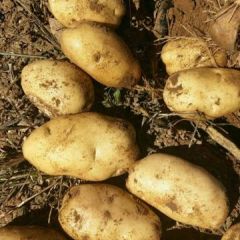 沽源县土豆代办张小云