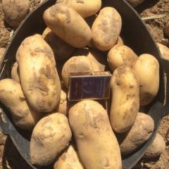 精品土豆，中佳2号热销中