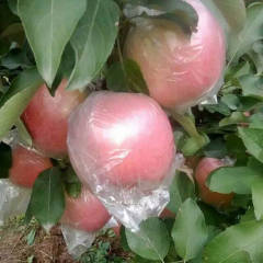 潍坊膜袋富士纸加膜富士苹果上市了