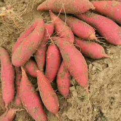 开封纯沙土地西瓜红，皮毛光滑条形漂亮，价格便宜0.7大量现货