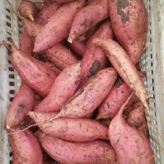 雄安特产一蜜薯，支持全国发货