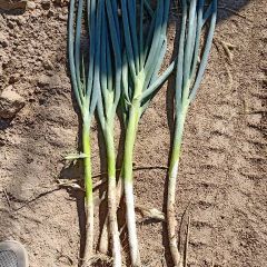 山西万荣长白大葱大量上市了