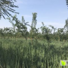 2018隆尧大葱 葱白长，口感好，质量好