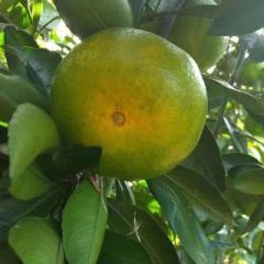 三峡蜜橘产地直销一手货源