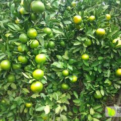 当阳市国庆蜜桔大量上市中