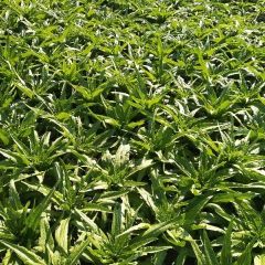 山东泰安秋季莴苣陆续上市，保证质量