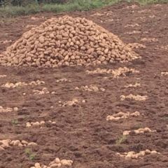 云南玉龙丽薯6号土豆著名品种