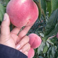 新鲜蜜桃即将上市 量大质优