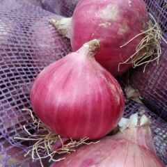 洋葱产自华北高日照地区