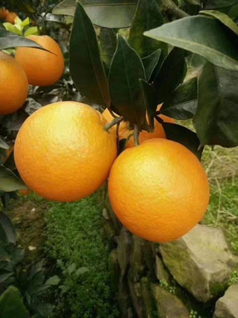 2018年湖北秭归纽荷尔脐橙价格