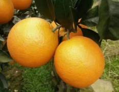 湖北秭归脐橙全年鲜果供应