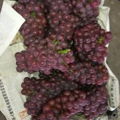 乐亭巨峰葡萄大量上市