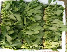 山东惠民大量供应菠菜，15到20公分小菜