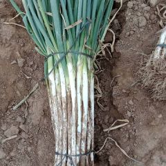 质优价廉的大葱大量出货中