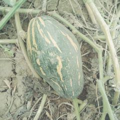 东瓜，香芋南瓜，白东瓜，金韩密本