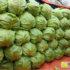 保定地区大量上市绿甘蓝