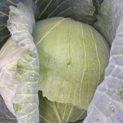 隆德包包菜大量上市，价格低，质量好