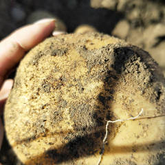 吉林扶余本人家出售大量延薯四，可帮忙代收