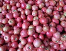长阳榔坪镇精品粉果，优质大红果高峰期