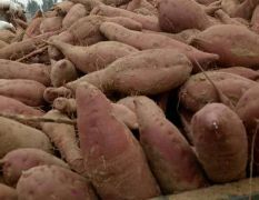 大量出售加工厂用薯，济薯26，龙薯九号，紫薯