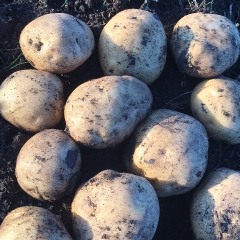 齐齐哈尔依安县常年供应菜豆，种子