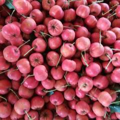 遵化山楂 本地红山楂具有颜色红、耐储存