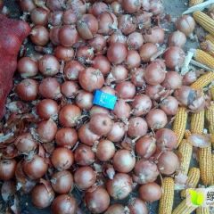 甘肃洋葱储存有很大商机