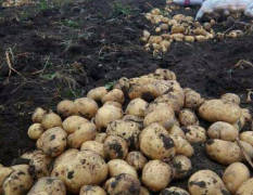 哈尔滨市双城区大量尤金885土豆上市