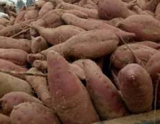开封沙地红薯大量上市，表面光滑