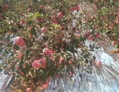 大台山果树农场寒富士苹果 欢迎新老客户前来合