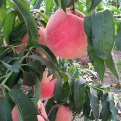 金秋红蜜熟了，开始上市中