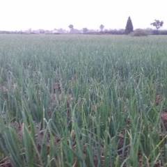 兴平大葱价格 有30亩大葱出售，大葱长势喜人