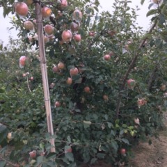 山东寒亭红富士苹果口感脆 欢迎各位果商朋友