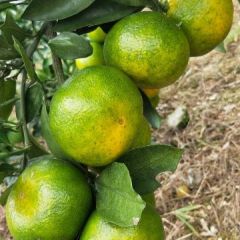 宫川蜜桔上市了，欢迎来采购！