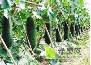 樟树洲上杨先生9月大青皮冬瓜