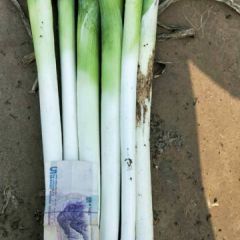 鸡泽西庄大葱大量上市