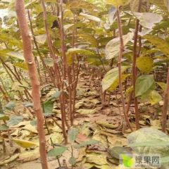2018绛县出售甜柿子树苗—阳丰甜柿子树苗