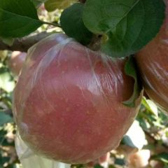 山东冠县红富士苹果现已上市