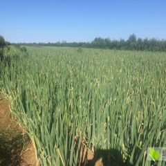 敖汉下洼镇出售大葱：葱白高50厘米左右