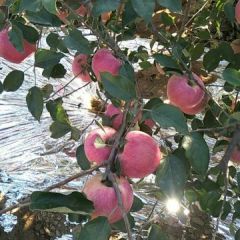 寒富苹果上市中期，本人辽南代购，通货价格1