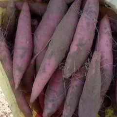 德州市夏津县烟薯25纯正沙土地