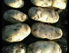 黑龙江土豆（荷兰系列)（尤金885)