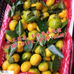 永宁代办全国各地应季时令水果柑橘