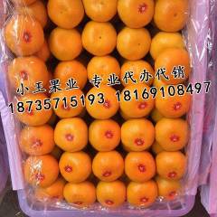 宁夏永宁本人专业代购、代销四川蜜橘