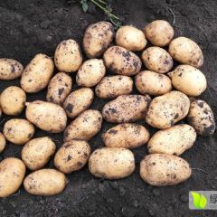 土豆，土岩2号马铃薯