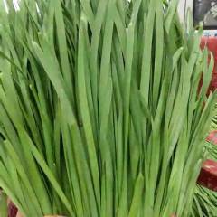 临漳县大量供应韭菜,有冷库有冰支持大车运输